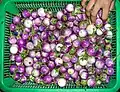 A purple-white type of eggplant used in Thailand