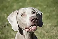 A 10-year-old male Weimaraner