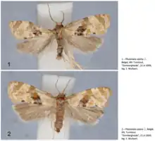 Two images of ''Phalonidia udana'' are depicted; the higher image depicts a male, while the lower image depicts a female. There is text next to both images. The male text says: 1.– Phalonidia udana ♂, België, AN, Turnhout, "Dombergheide", 21.vi.2009, leg. S. Wullaert. The female text says: 2.– Phalonidia udana ♀, België, AN, Turnhout, "Dombergheide", 21.vi.2009, leg. S. Wullaert.