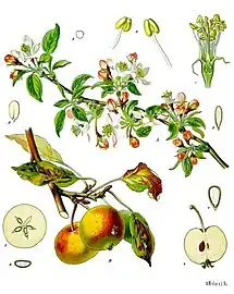 Botanical illustration