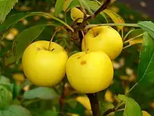 Image 6Malus sylvestris (from List of trees of Great Britain and Ireland)