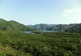 Mangrove forest of the Amami Guntō National Park in Amami Ōshima