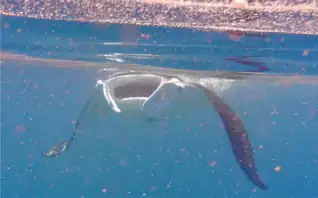 Foraging Mobula alfredi ram-feeding, swimming against the tidal current with its mouth open and sieving zooplankton from the water