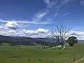 Characteristic 'emerald green' country of the Upper Murray valleys in springtime.