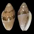 Marginella bavayiSenegal (Gorée Is.)