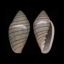 Marginella diadochusLuderitz, Namibia