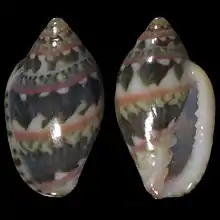 Marginella liparozonaAnnobón, Gulf of Guinea