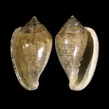 Marginella orstomioff Luanda, Angola