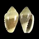 Marginella piperata albocinctaAlgoa Bay, South Africa