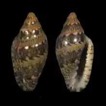 Marginella spinaciaEspraínha, S. Tomé Is.