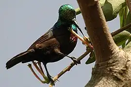 Adult male at mistletoe flowers, Uganda