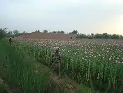 U.S. Marines on a patrol next to a poppy field in 2010