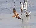 Marsh Harrier female