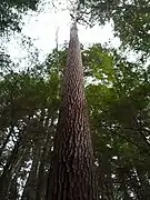 Mature White Pine Cook Forest State Park