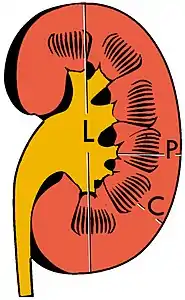 Figure 3. Measures of the kidney. L = length. P = parenchymal thickness. C = cortical thickness.