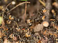 A raiding party collecting Pseudocanthotermes militaris termites after a successful raid