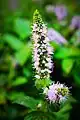 Mentha spicata