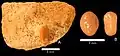 Micropycnodon kansasensis? tooth, Menuha Formation.