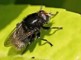 var. validus (female)