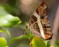 Adelpha fessoniaMexican sister, underside