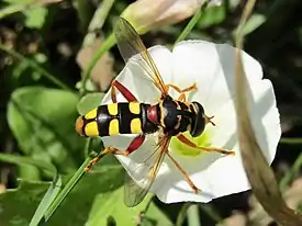 Milesia semiluctifera