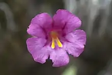 MonkeyflowerMimulus fremontii