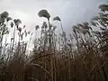 Reedbed of Miscanthus