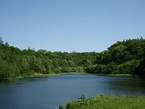 Lake in a forest.