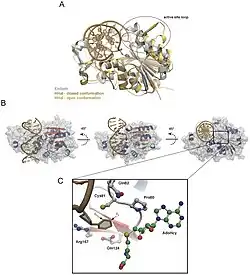 Model of interactions between DNA with flipped base and a methyltransferase