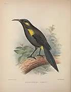 Bishop's ʻōʻō