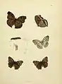 Plate from Frederic Moore's The Lepidoptera of Ceylon depicting imagines, larva and pupa