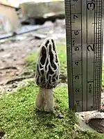 Morel in a house garden in Ben Shemen, Israel