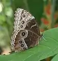 Morpho helenor marinita