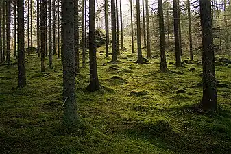 A natural moss lawn in an evergreen moss forest. The moss overgrows the needles and fragmented cones.