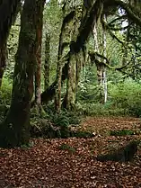 Moss and Licorice fern on Bigleaf maple in Hoh Rainforest in Olympic National Park, Washington