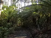 Tree ferns in Fern Gully