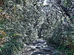 A trail inside the Purgatory/Mangisi traverse