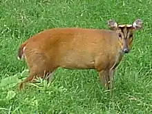 Reeves's muntjac