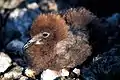 Murphy's petrel chick