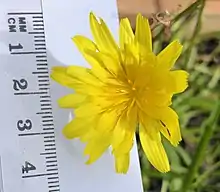 Flower measurement