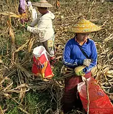 Hand-picking harvest of maize in Myanmar