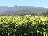 Tobacco crops in the Ovens Valley