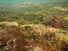 A variety of algae growing on the sea bed in shallow waters