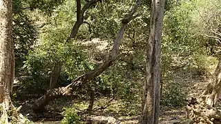 Nallamalla forests at Srisailam