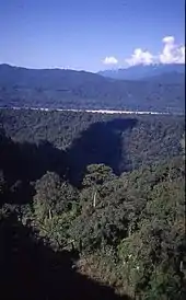 Canopy cover of Namdapha National Park