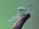 Female, alternative view