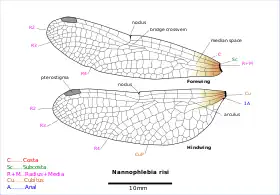 Diagram of Nannophlebia wings