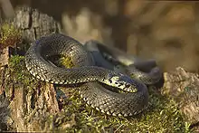 Grass snake