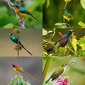 collage showing six species of small, colorful birds with long bills perched on different plants