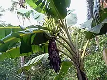 Image 3Tall herbaceous monocotyledonous plants such as banana lack secondary growth, but are trees under the broadest definition. (from Tree)